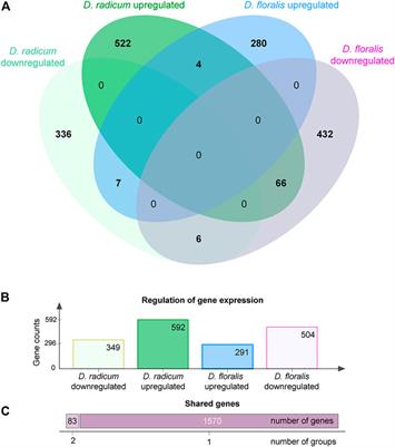 Mechanisms of Isothiocyanate Detoxification in Larvae of Two Belowground Herbivores, Delia radicum and D. floralis (Diptera: Anthomyiidae)